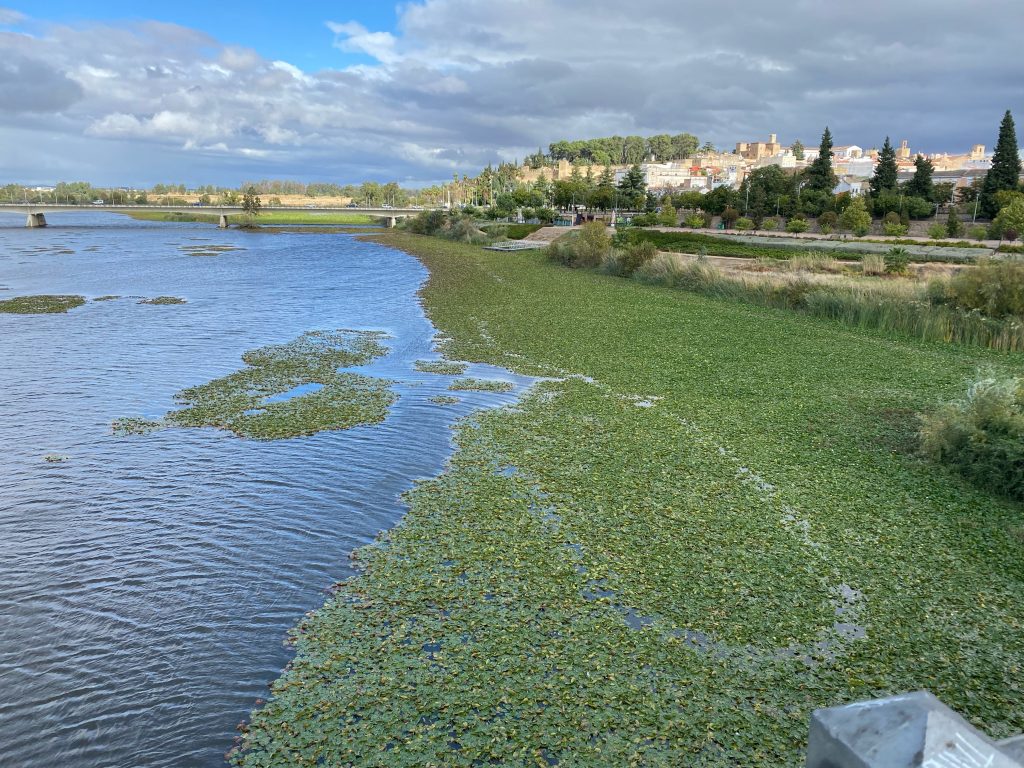 el-nenufar-mexicano-convierte-al-guadiana-en-un-rio-verde-a-su-paso-por-badajoz