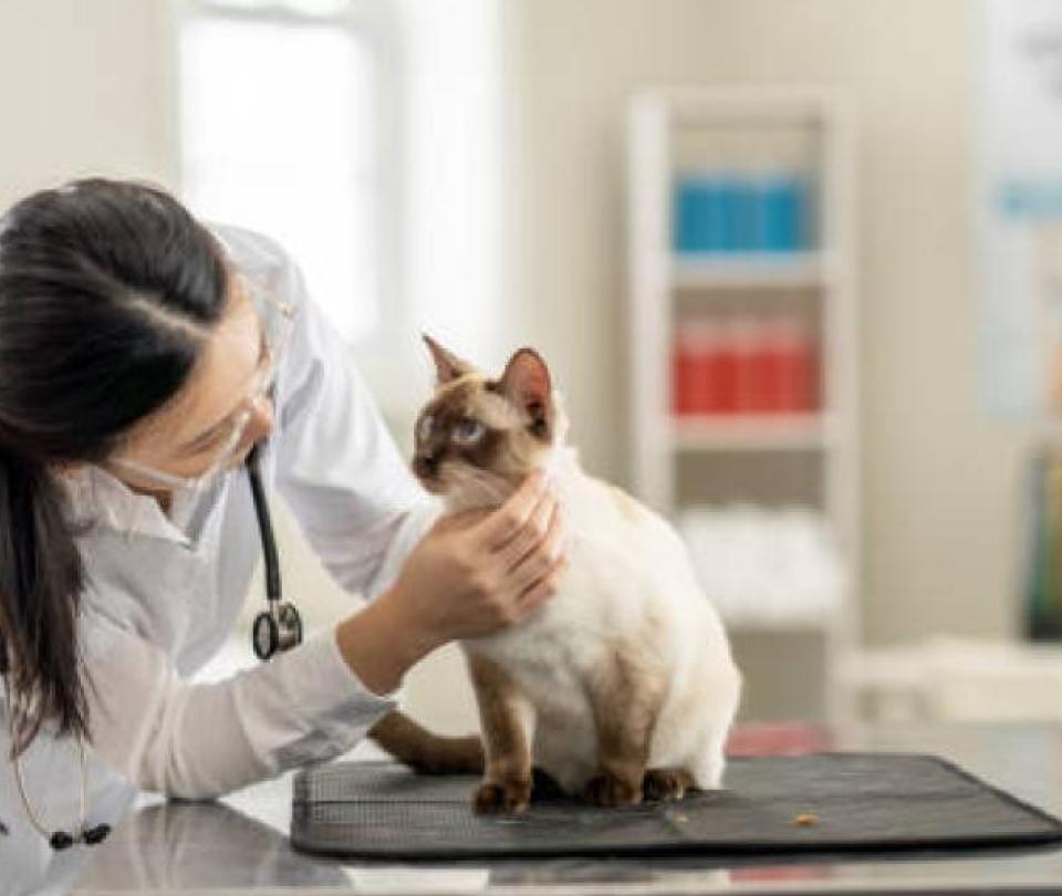 clinicas-veterinarias-movet:-¿quien-es-su-dueno-y-cuanto-valen-las-consultas?