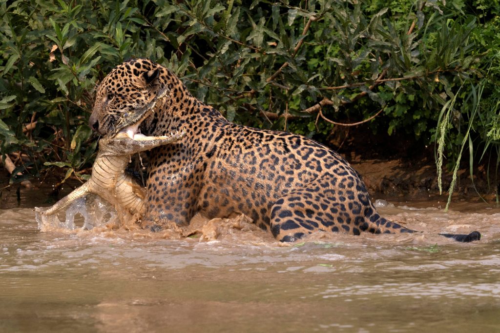 el-jaguar-mas-famoso-de-brasil-se-hace-viral-por-devorar-caimanes