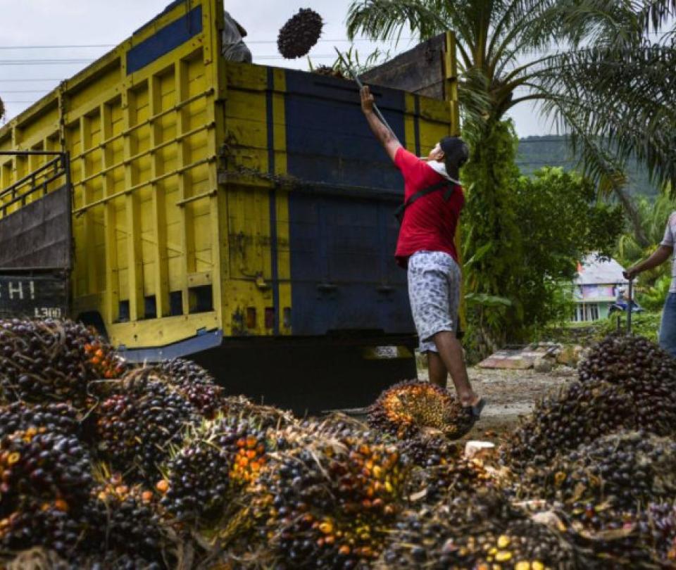 los-fungicidas-ilegales-en-la-ue-que-se-usarian-en-plantaciones-de-palma-en-colombia